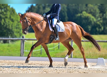Hanovrien, Jument, 13 Ans, 168 cm, Alezan