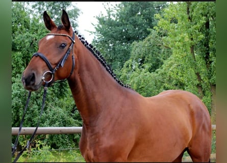 Hanovrien, Jument, 13 Ans, 168 cm, Bai