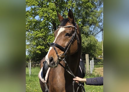 Hanovrien, Jument, 16 Ans, 172 cm, Bai brun