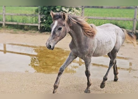Hanovrien, Jument, 1 Année, 165 cm, Peut devenir gris