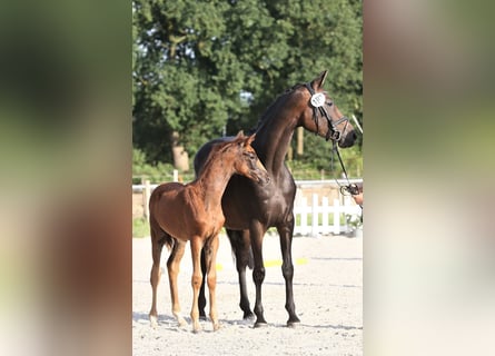 Hanovrien, Jument, 1 Année, Alezan brûlé