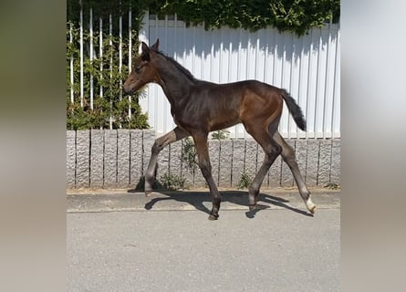 Hanovrien, Jument, 1 Année, Bai brun