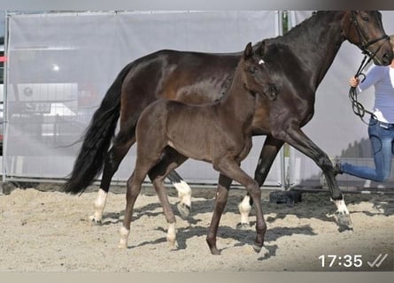 Hanovrien, Jument, 1 Année, Bai brun foncé