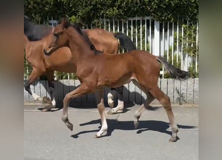 Hanovrien, Jument, 1 Année, Bai