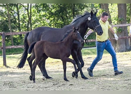 Hanovrien, Jument, 1 Année, Noir