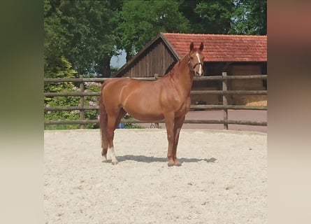 Hanovrien, Jument, 23 Ans, 164 cm, Alezan