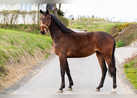 Hanovrien, Jument, 2 Ans, 161 cm, Bai