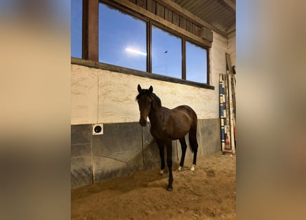 Hanovrien, Jument, 2 Ans, 163 cm, Bai