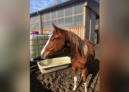 Hanovrien, Jument, 2 Ans, 164 cm, Alezan