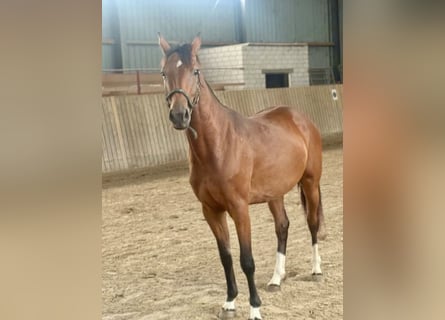 Hanovrien, Jument, 2 Ans, 165 cm, Bai