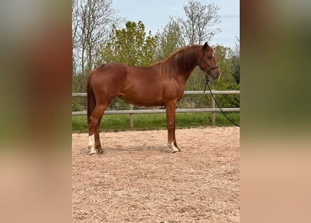 Hanovrien, Jument, 2 Ans, 167 cm, Alezan brûlé