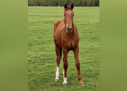 Hanovrien, Jument, 2 Ans, 167 cm, Alezan