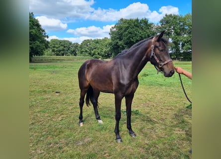 Hanovrien, Jument, 2 Ans, 168 cm, Bai brun