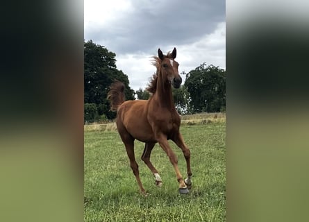 Hanovrien, Jument, 2 Ans, 170 cm, Alezan