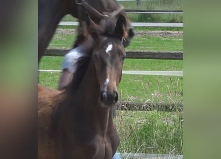 Hanovrien, Jument, 2 Ans, 170 cm, Bai brun