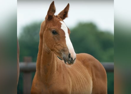 Hanovrien, Jument, 2 Ans, 172 cm, Alezan