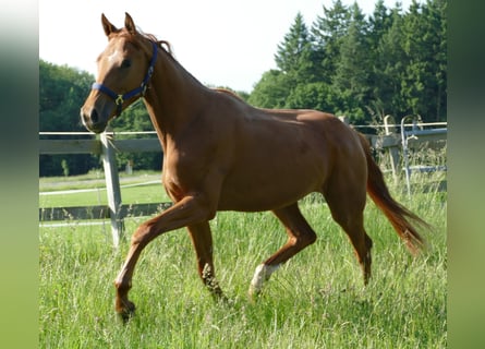 Hanovrien, Jument, 2 Ans, 175 cm, Alezan