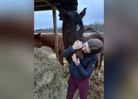 Hanovrien, Jument, 2 Ans, Bai