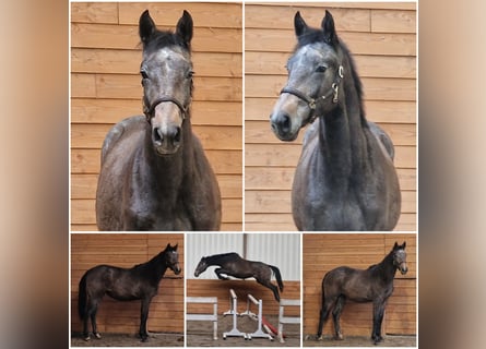 Hanovrien, Jument, 2 Ans