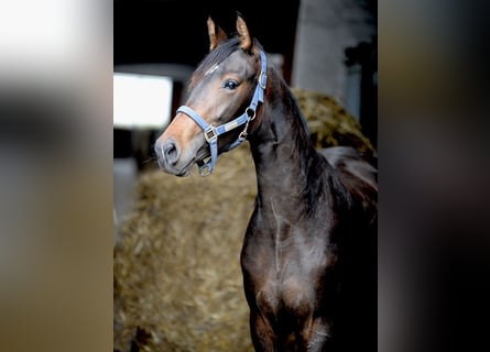 Hanovrien, Jument, 3 Ans, 155 cm, Bai brun