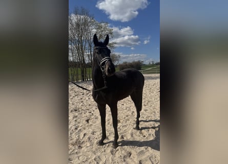 Hanovrien, Jument, 3 Ans, 159 cm, Noir