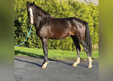 Hanovrien, Jument, 3 Ans, 160 cm, Bai brun foncé