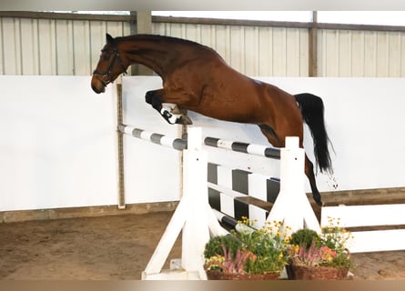 Hanovrien, Jument, 3 Ans, 160 cm, Bai