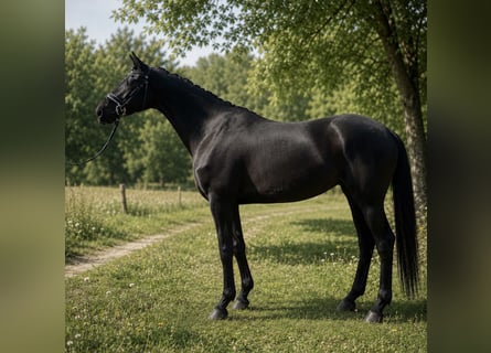 Hanovrien, Jument, 3 Ans, 162 cm, Bai brun