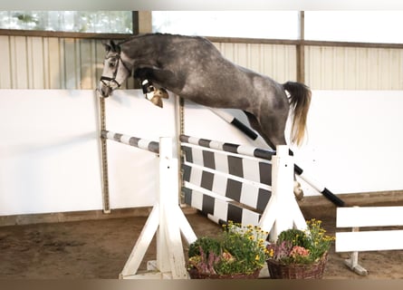 Hanovrien, Jument, 3 Ans, 162 cm, Gris