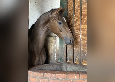 Hanovrien, Jument, 3 Ans, 165 cm, Alezan brûlé
