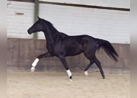 Hanovrien, Jument, 3 Ans, 165 cm, Noir