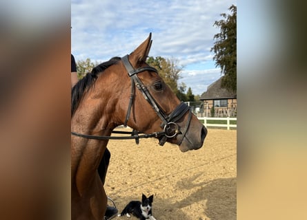 Hanovrien, Jument, 3 Ans, 166 cm, Bai