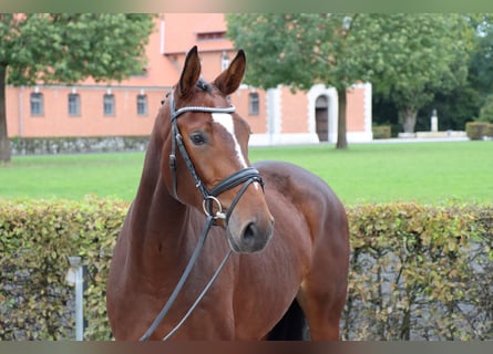 Hanovrien, Jument, 3 Ans, 166 cm, Bai