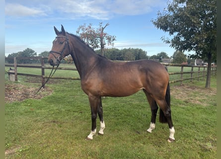 Hanovrien, Jument, 3 Ans, 166 cm, Bai
