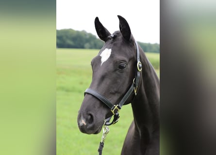 Hanovrien, Jument, 3 Ans, 166 cm, Noir