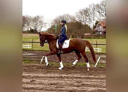 Hanovrien, Jument, 3 Ans, 167 cm, Alezan