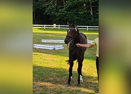 Hanovrien, Jument, 3 Ans, 167 cm, Bai brun