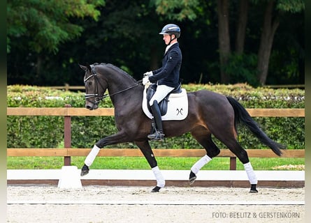 Hanovrien, Jument, 3 Ans, 167 cm, Bai brun foncé