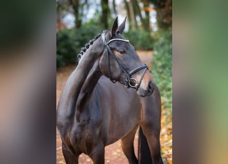 Hanovrien, Jument, 3 Ans, 168 cm, Bai brun