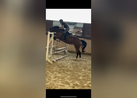 Hanovrien, Jument, 3 Ans, 168 cm, Bai