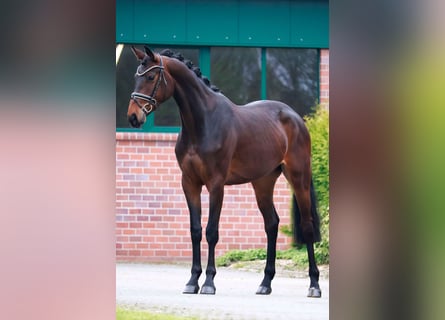 Hanovrien, Jument, 3 Ans, 169 cm, Bai brun