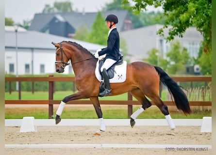 Hanovrien, Jument, 3 Ans, 169 cm, Bai