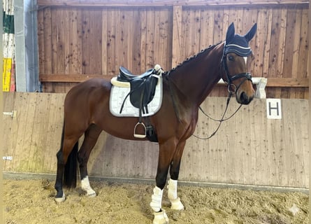 Hanovrien, Jument, 3 Ans, 169 cm