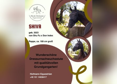 Hanovrien, Jument, 3 Ans, 169 cm, Noir