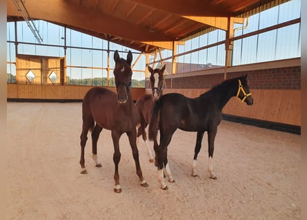 Hanovrien, Jument, 3 Ans, 169 cm, Noir