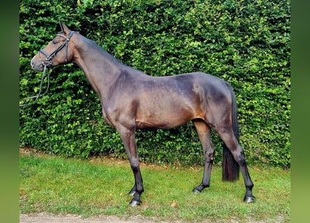 Hanovrien, Jument, 3 Ans, 170 cm, Bai brun