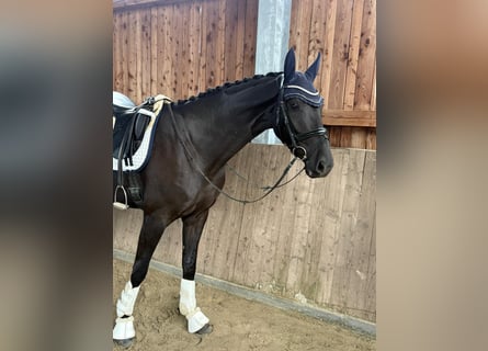 Hanovrien, Jument, 3 Ans, 170 cm, Noir