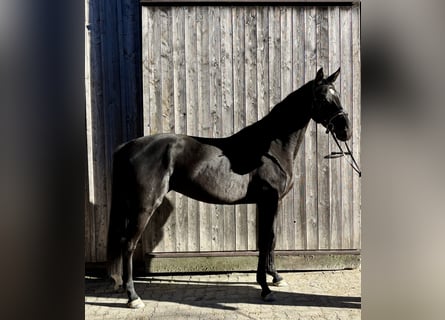 Hanovrien, Jument, 3 Ans, 170 cm, Noir