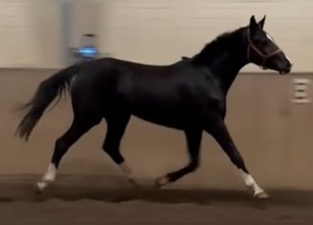 Hanovrien, Jument, 3 Ans, 170 cm, Noir