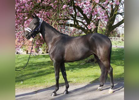 Hanovrien, Jument, 4 Ans, 156 cm